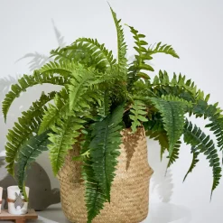 Boston Planta Helecho Verde