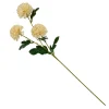 Chrysanthemum Beis