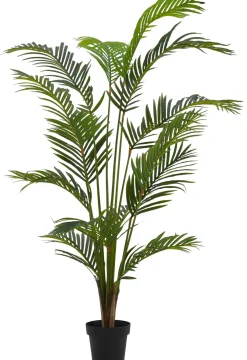 Kwai Palma Verde