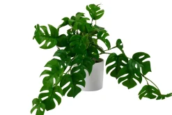 Monstera Planta Varios Colores, Blanco, Verde