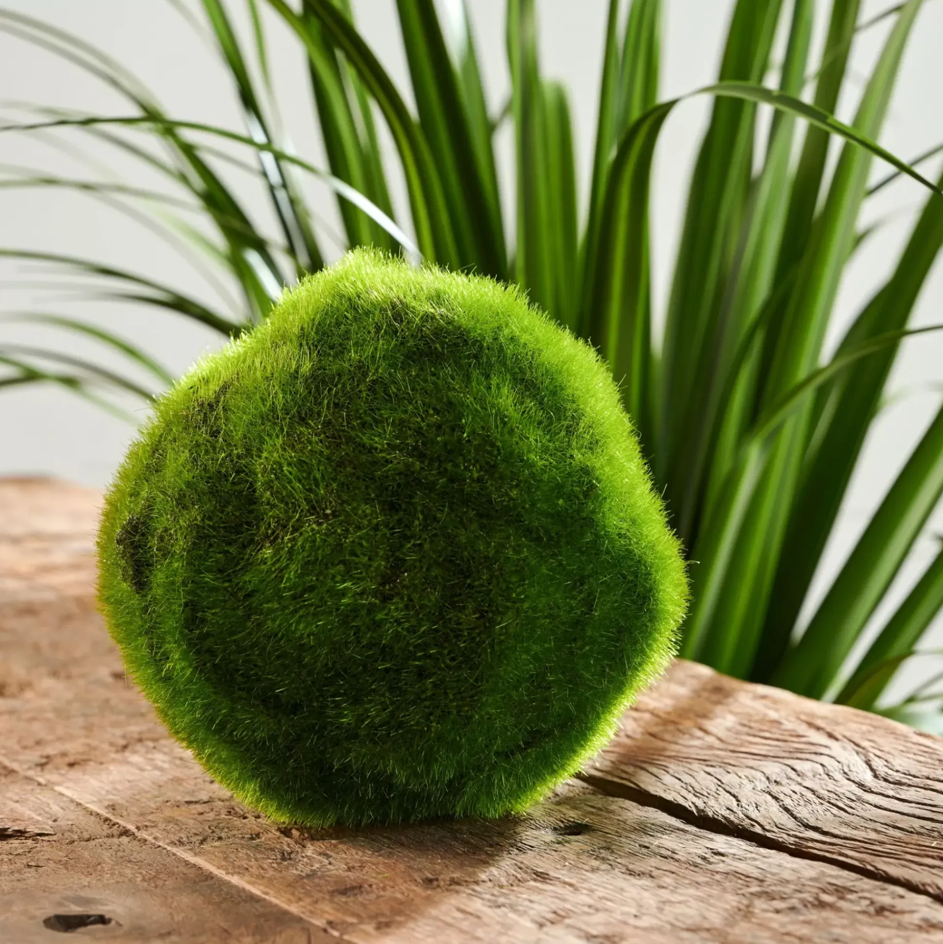 Moss Bola De Musgo Verde