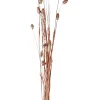 Phalaris Hierba Ornamental Cobrizo