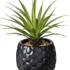 Pina Pina En Maceta Negro