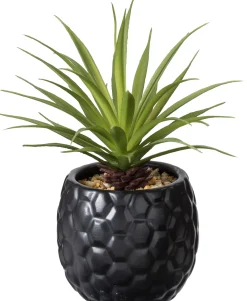 Pina Pina En Maceta Negro