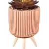 Stripe Planta Crasa Art En Tarro Multicolor