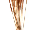 Typha Canas Juego De 15 Natural