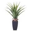 Vera Planta Aloe Vera Verde